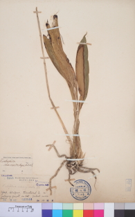 Specimen thumbnail